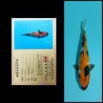 showa marusei 27cm