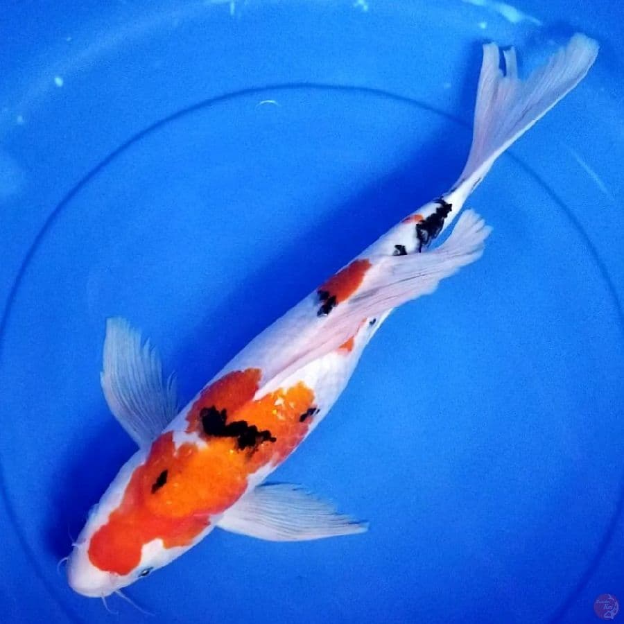 KUMPAY SANKE 45 CM