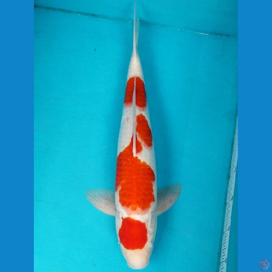 KOHAKU 50 CM MALE