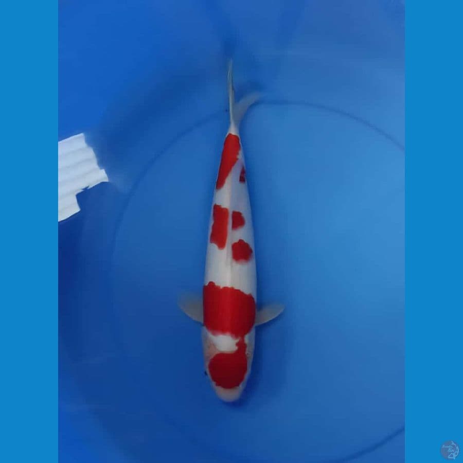 khohaku 37cm male