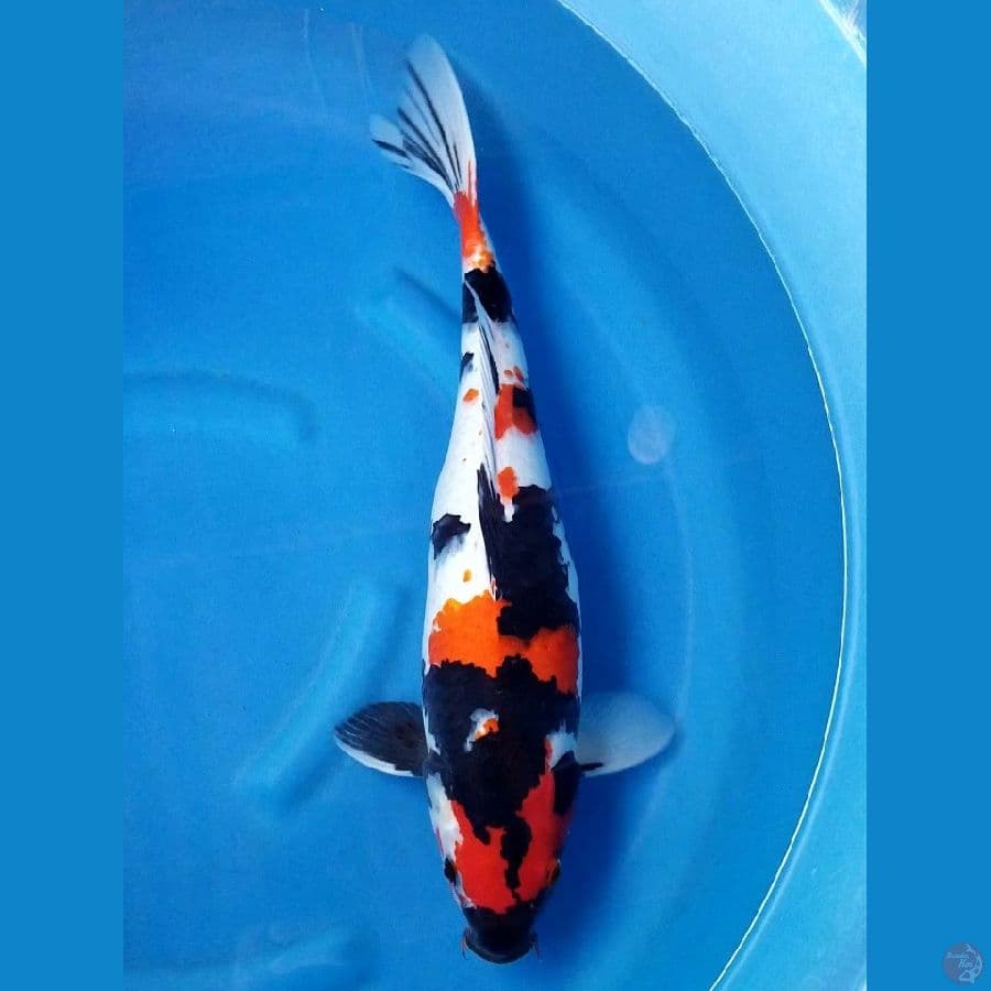 SHOWA 50 CM FEMALE