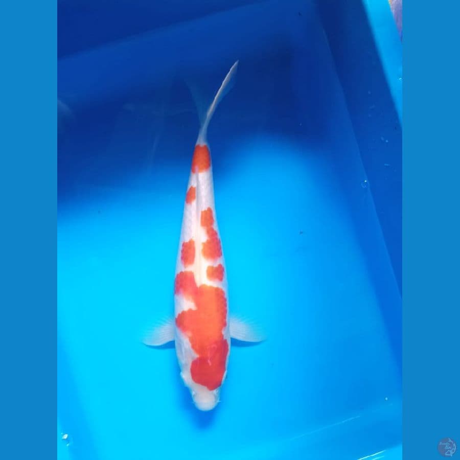 SQ Kohaku ori