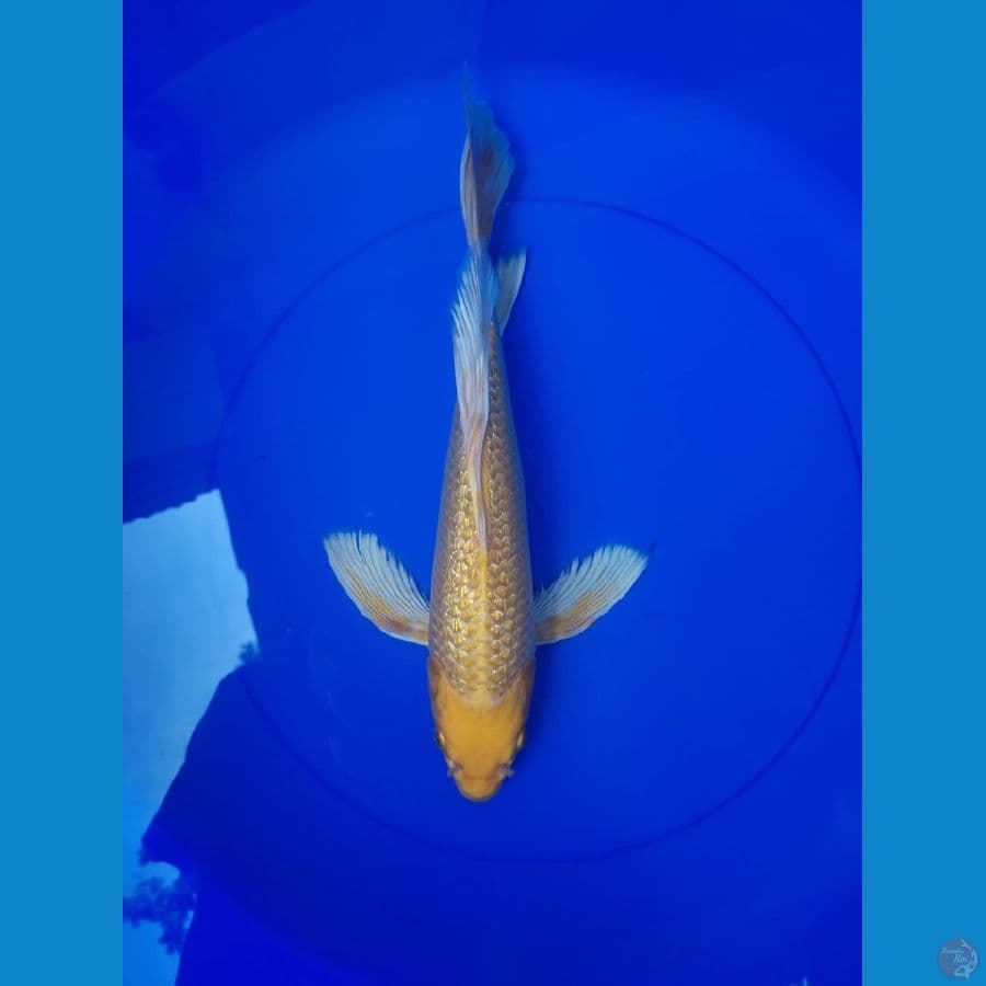 kumpay ogon 35cm