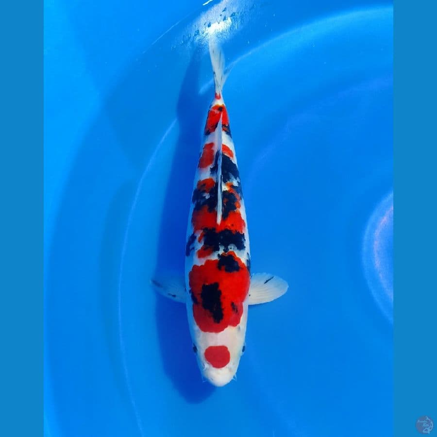 HQ Taisho Sanke 33cm male 