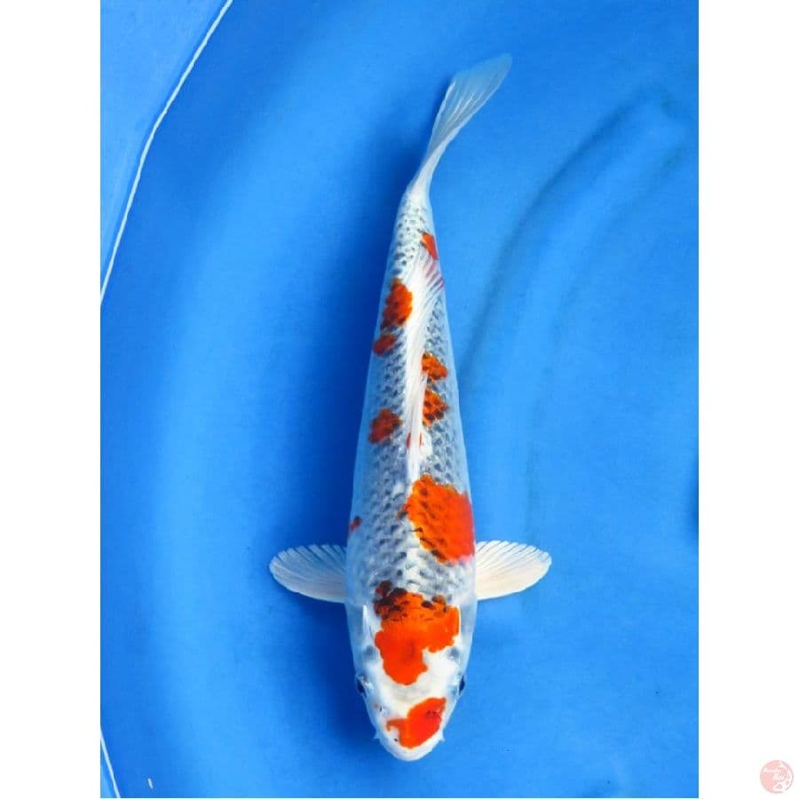 Jumbo !! sakura Kujaku, 40cm