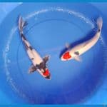 tancho 33 & 37cm