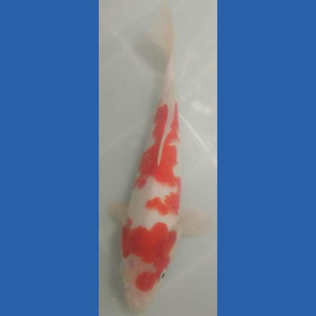 Kohaku 30bu