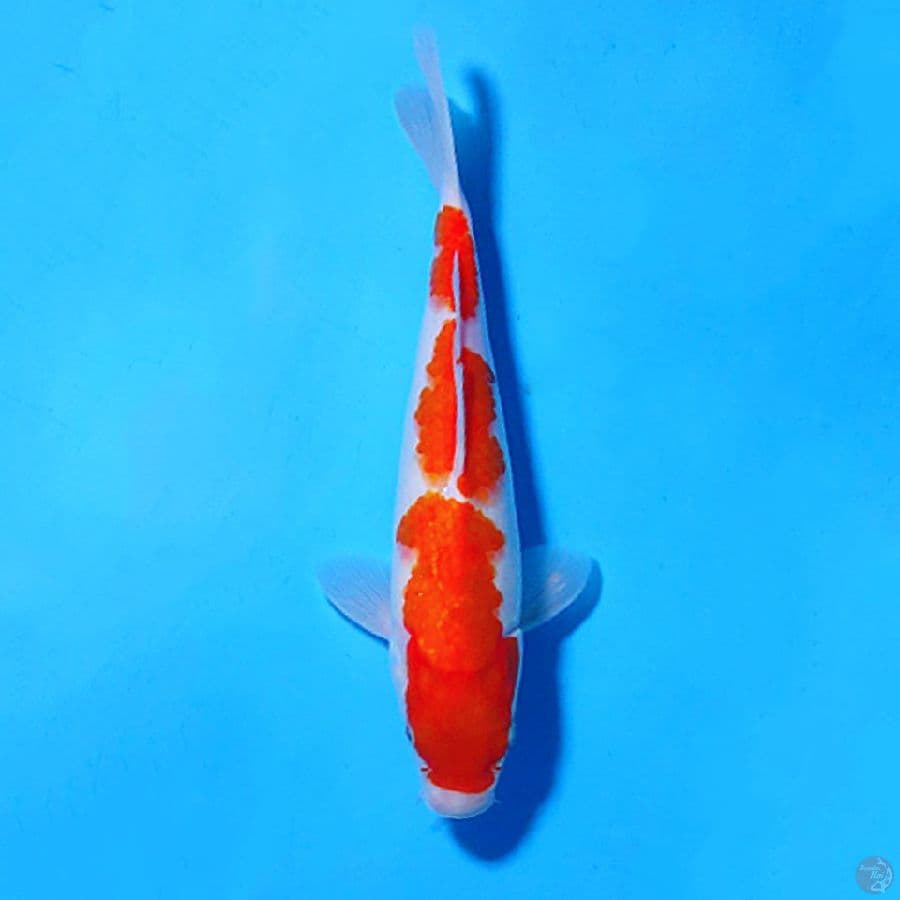F30CM KOHAKU 3STEP ORIGINAL
