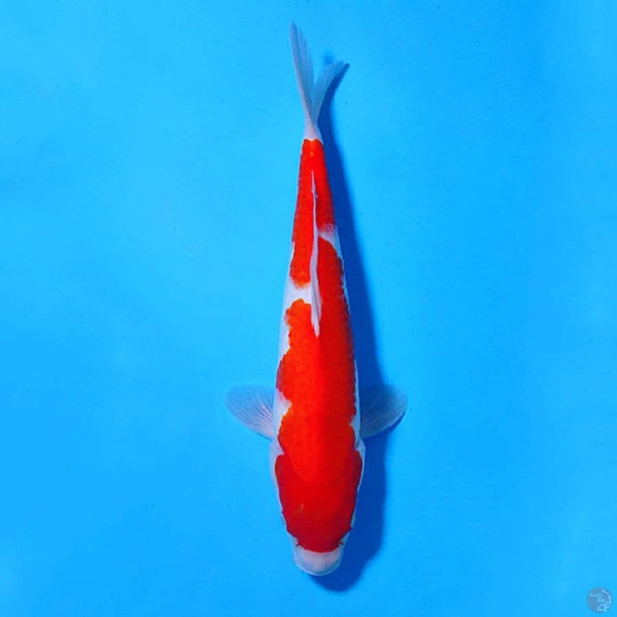 F30CM KOHAKU INAZUMA ORIGINAL
