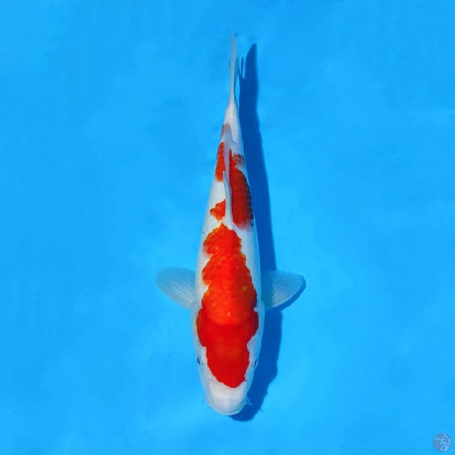 F32CM KOHAKU ORIGINAL