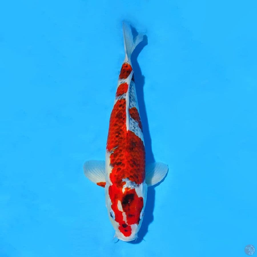 F45CM GOSHIKI JUMBO
