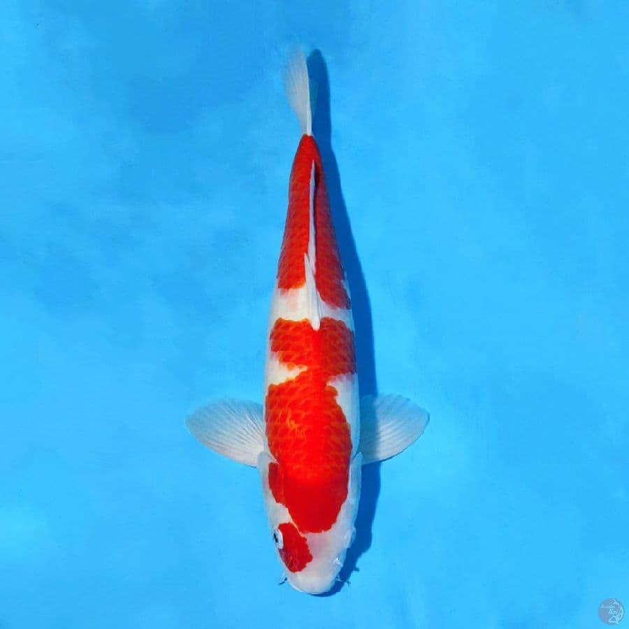 M45CM KOHAKU MERAH TEBAL STRONG