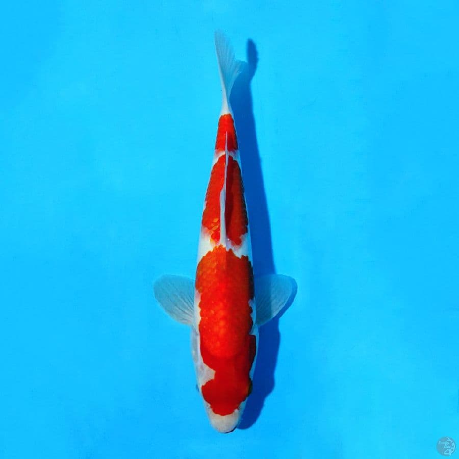 M30CM KOHAKU MERAH TEBAL