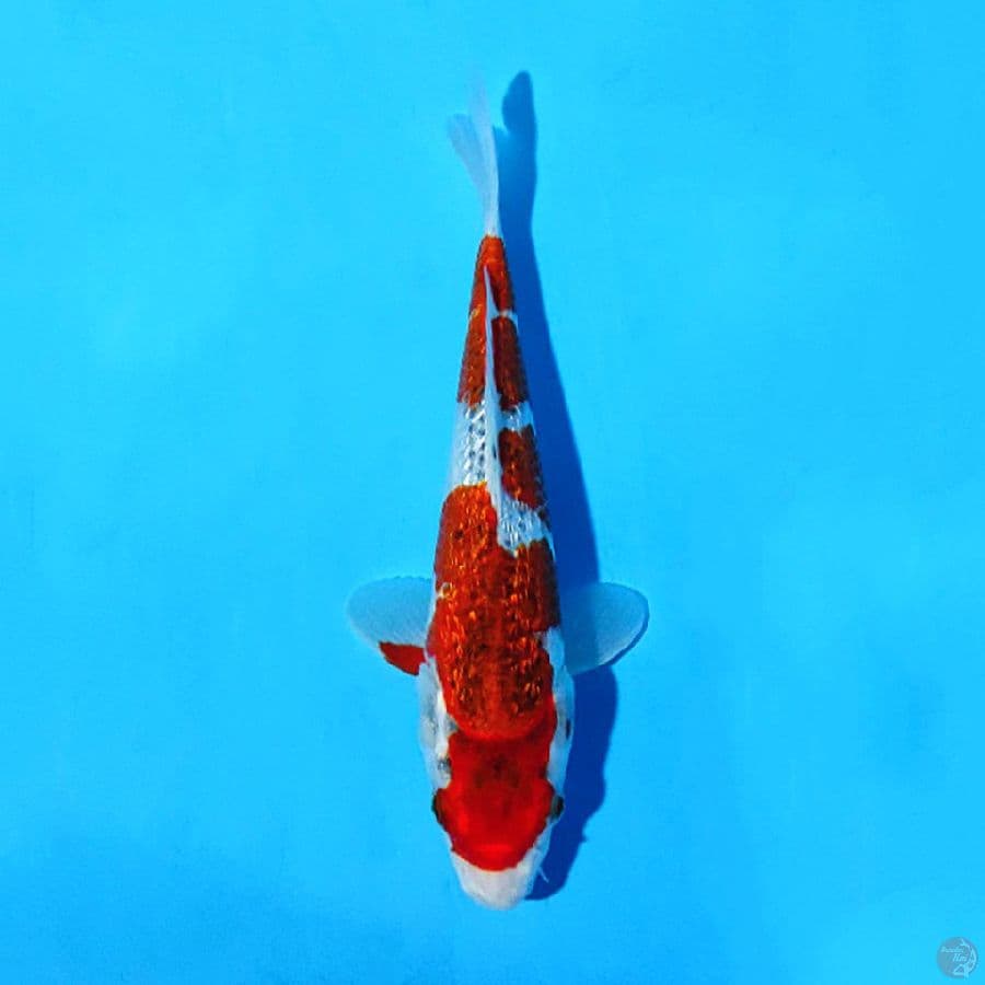 F25CM GINRIN GOSHIKI