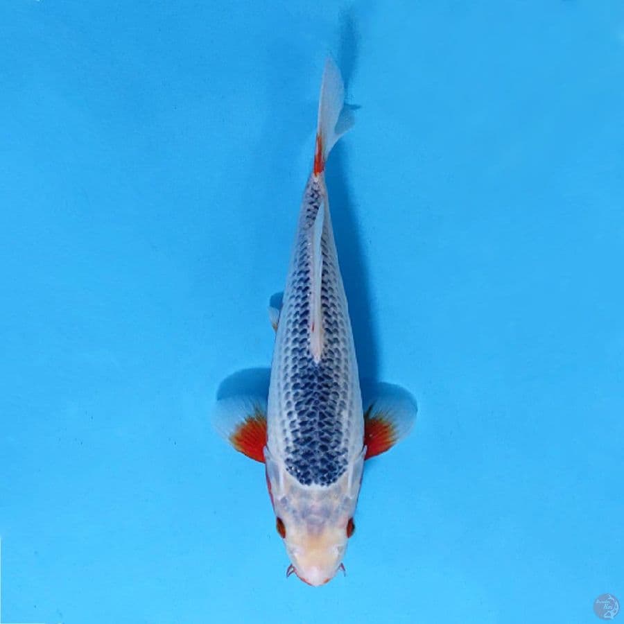 F27CM ASAGI BERSIH