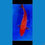 Red Karasi Fukurin 22cm Jantan 