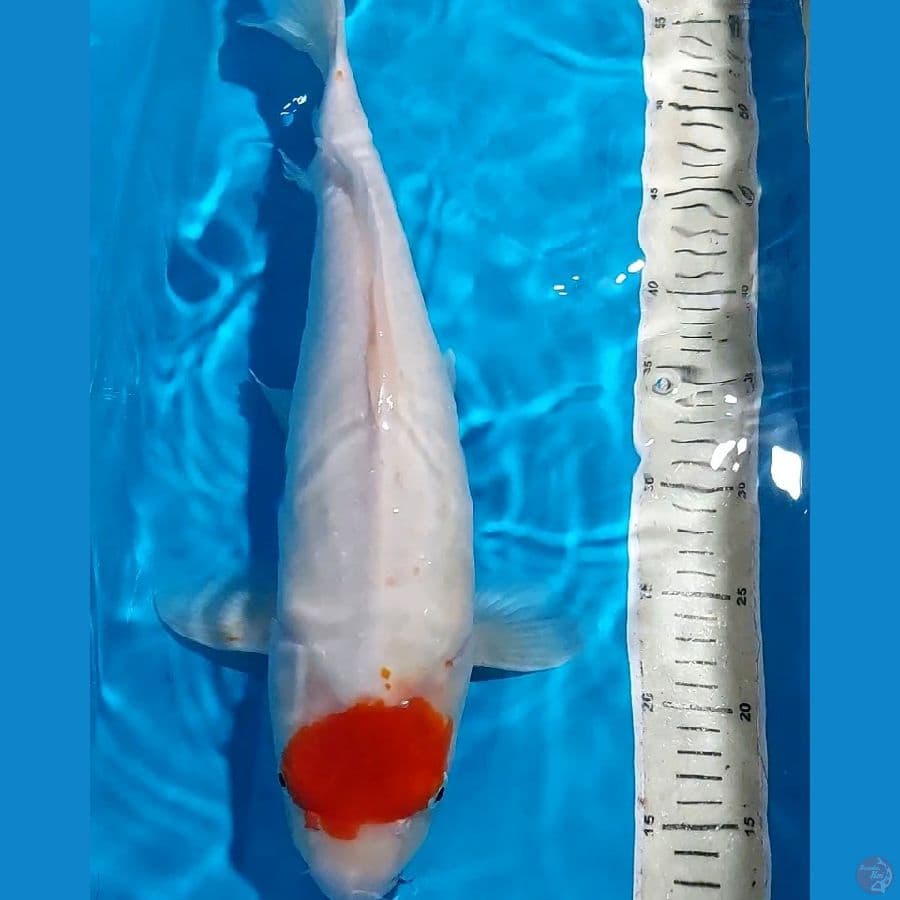TANCHO ORI KOHAKU 45 CM