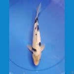 shiro 30cm/male