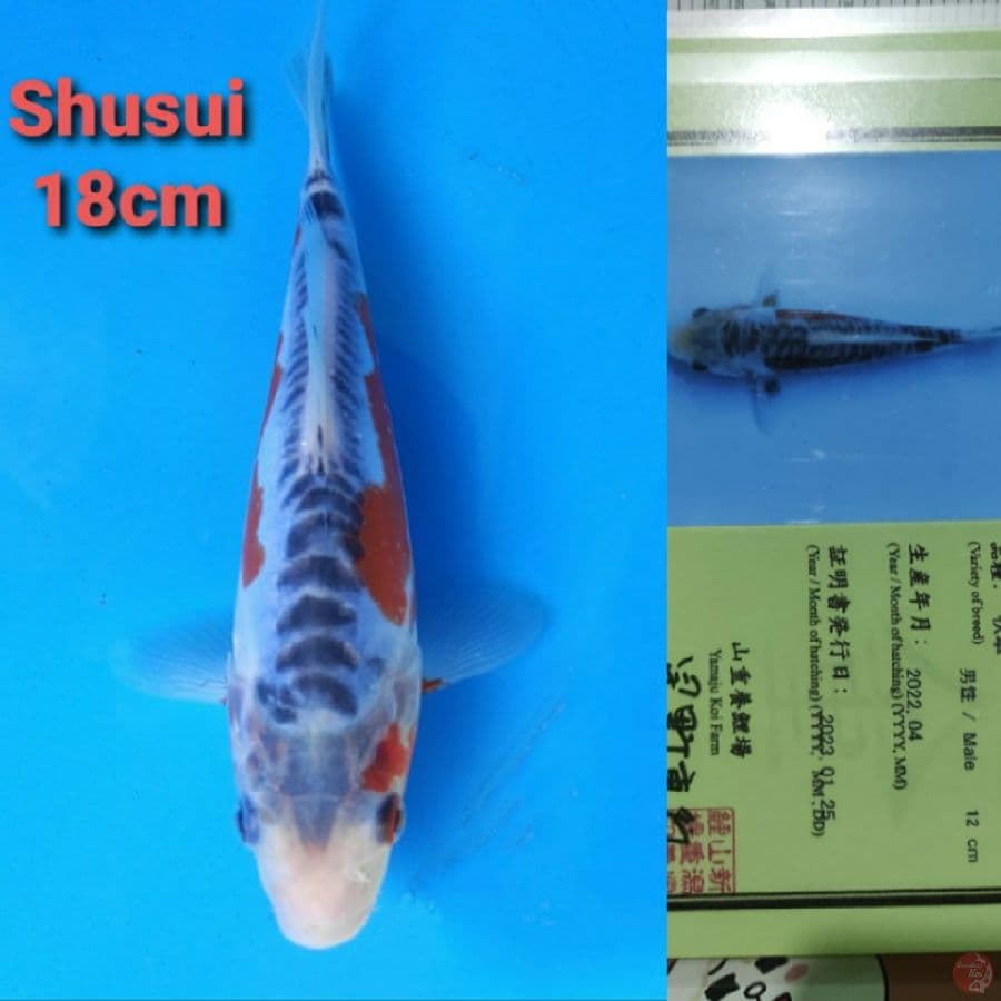 YAMAJYU SHUSUI 18CM SERTI