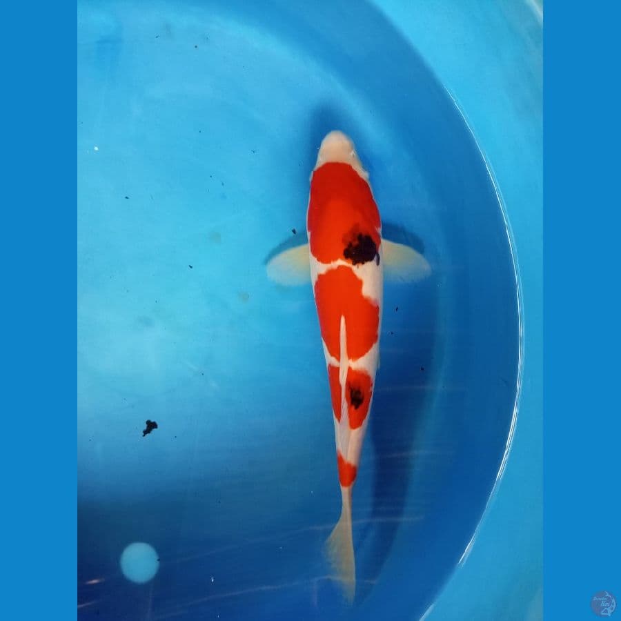 Sanke 34CM