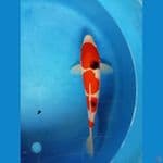 Sanke 34CM
