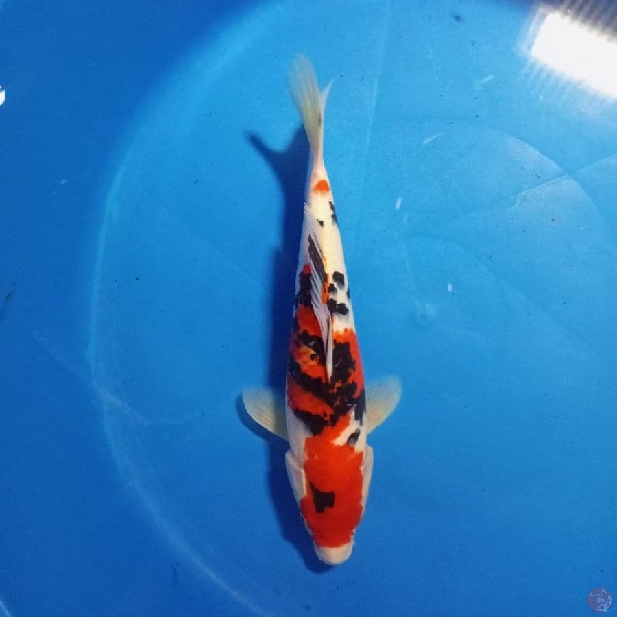 Showa 35 CM