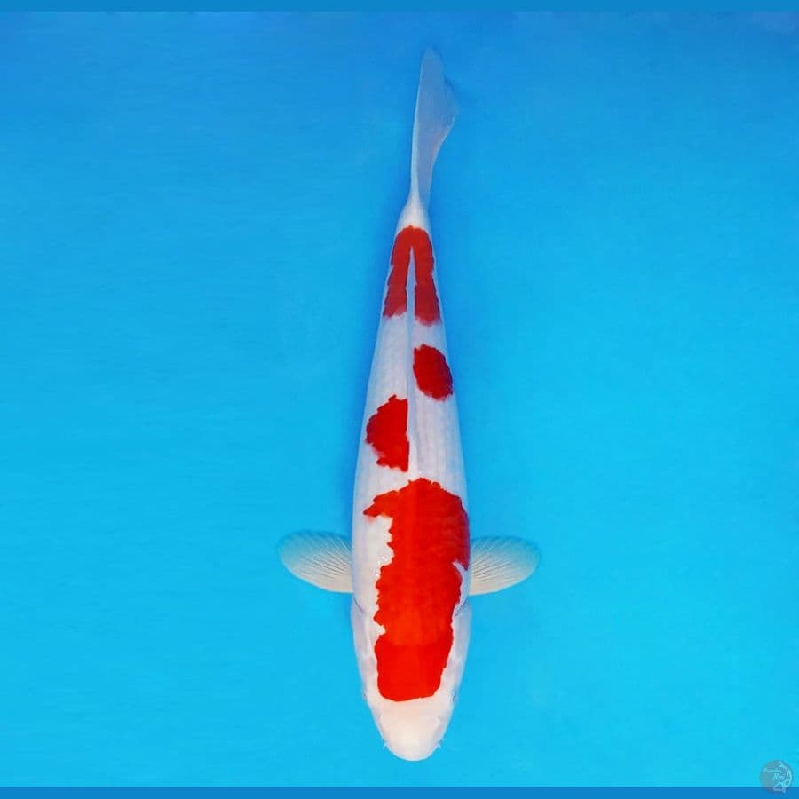 HOKUSAI 1 - Kohaku 38 cm/fm ®