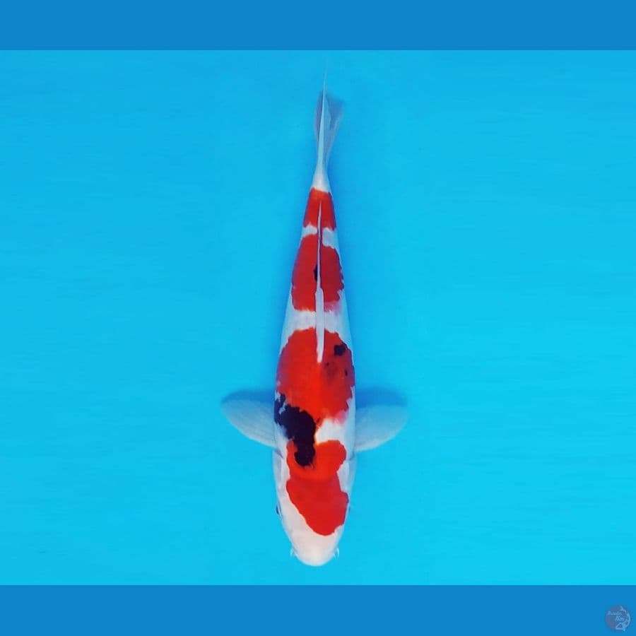 HOKUSAI 8 - Showa Evo 30 cm/male ®