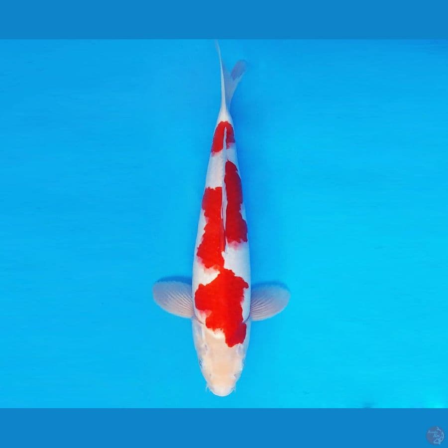HOKUSAI 12 - Kohaku 36 cm/male ®