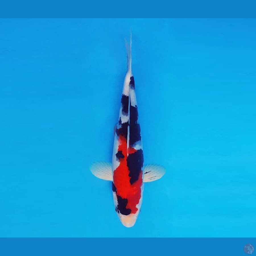 HOKUSAI 16 - Showa 29 cm/male ®