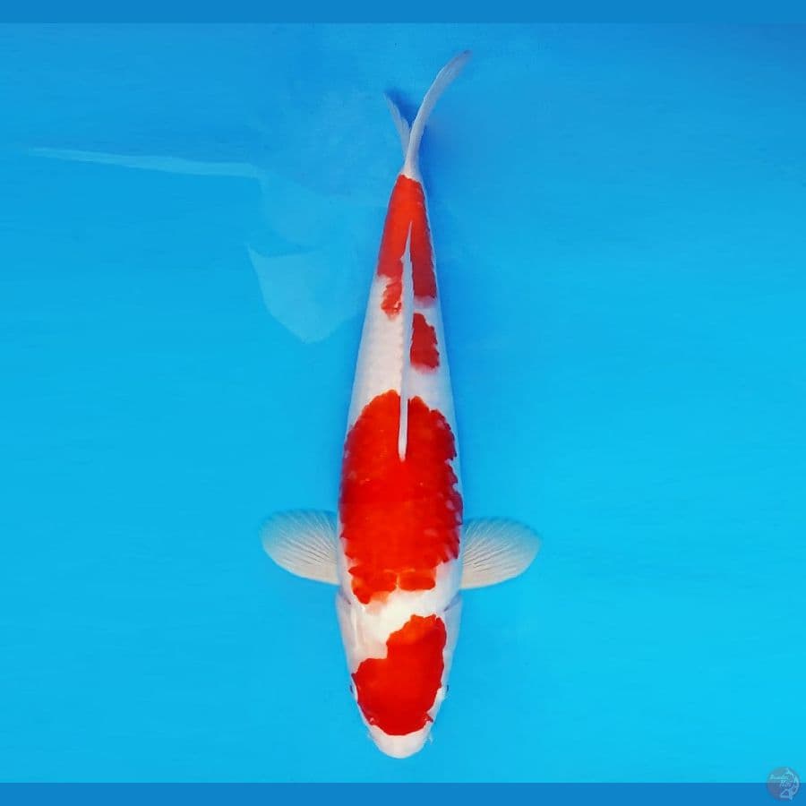 HOKUSAI 7 - Kohaku 37 cm/male ®