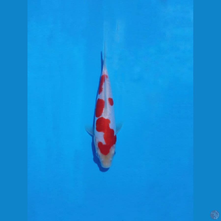 kohaku doitsu show quality 22 cm