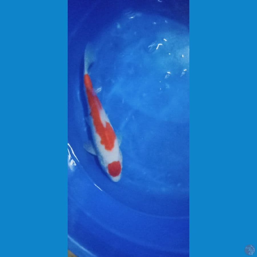 maruten kohaku 32 cm