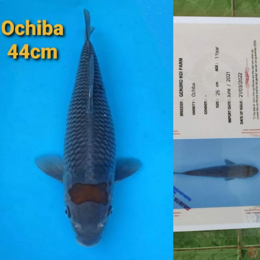 GENJIRO TANCHO OCHIBA 44CM SERTI