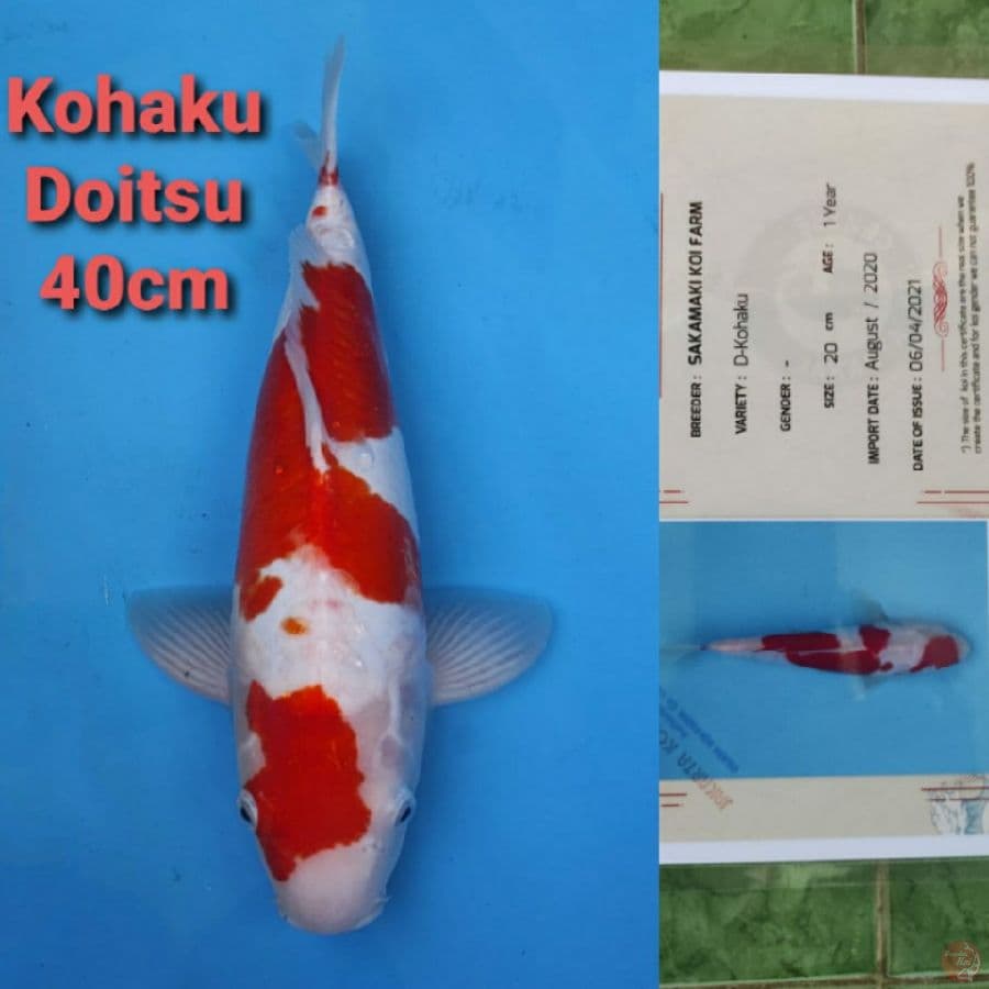 SAKAMAKI KOHAKU DOITSU 40CM SERTI