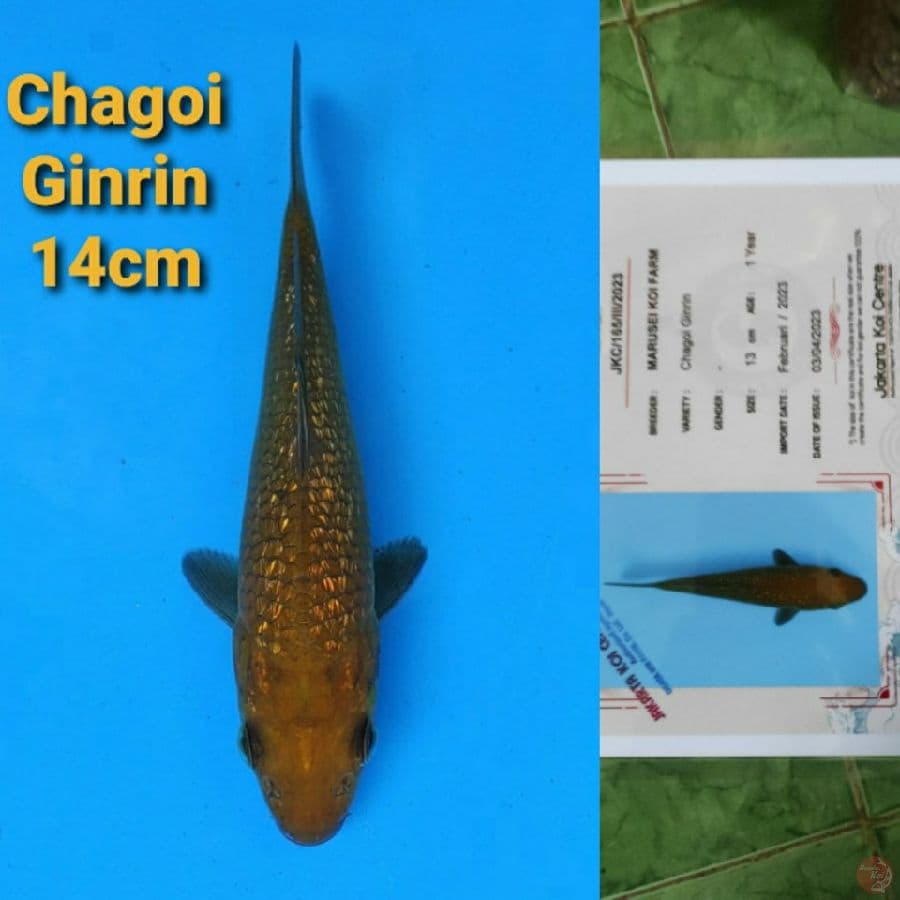 MARUSEI OCHIBA GINRIN 14CM SERTI