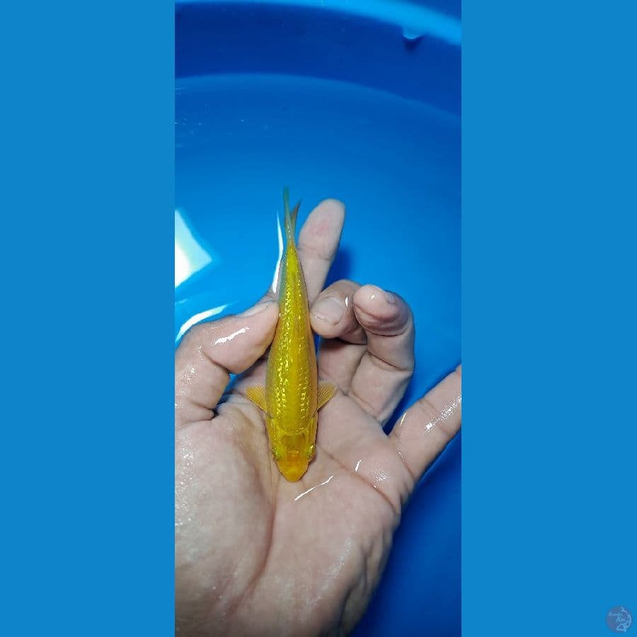 karashi Ginrin 10cm SQ