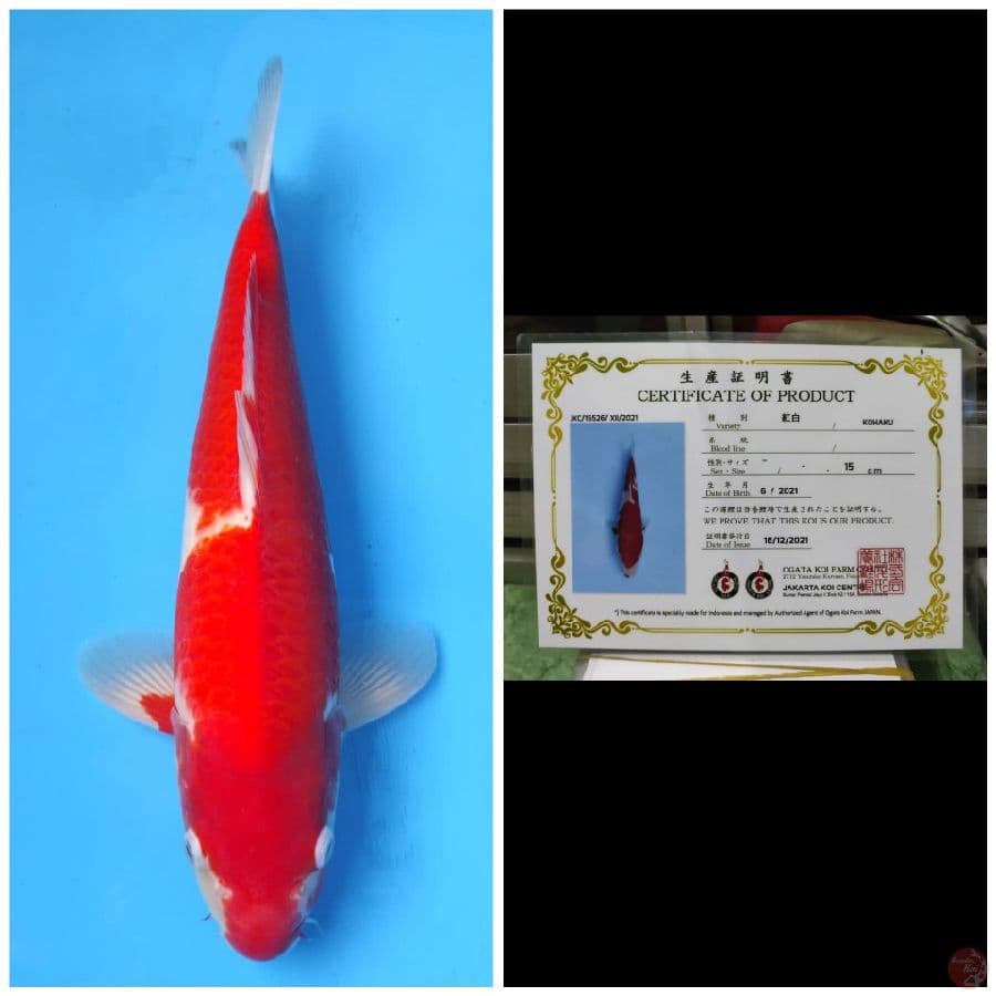 Ogata Kohaku