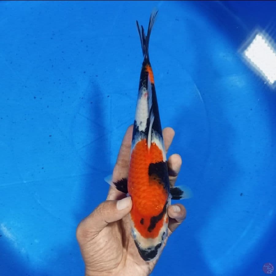 Showa 24CM