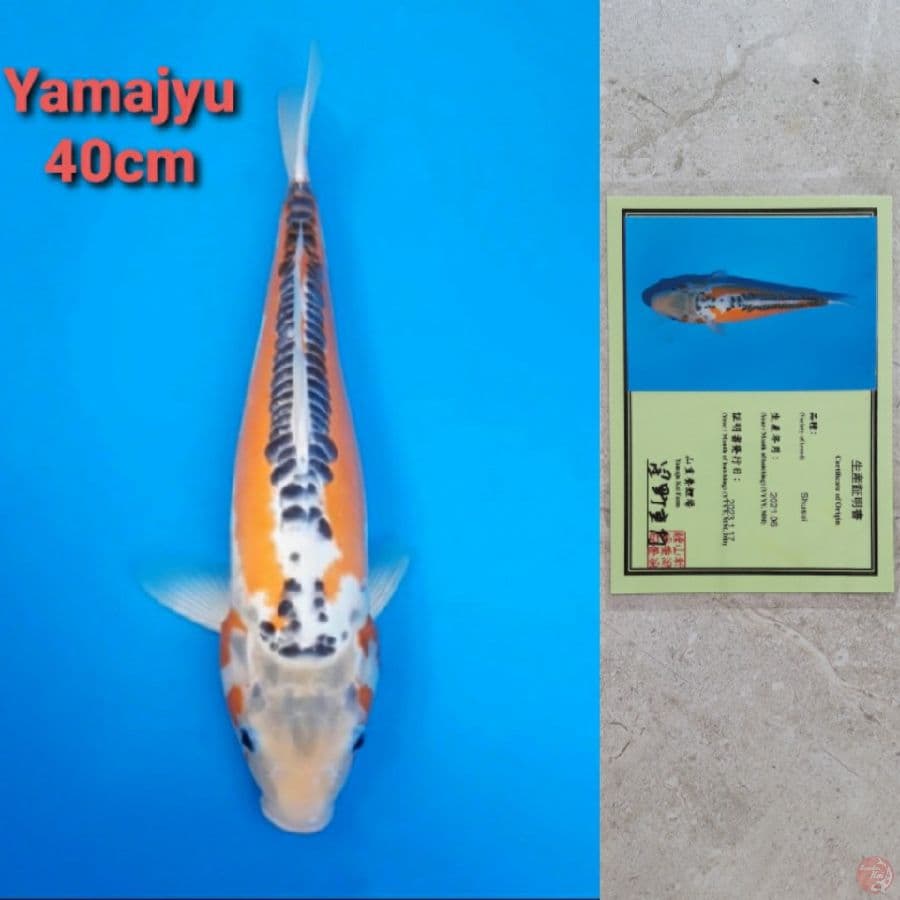 YAMAJYU SHUSUI 40CM SERTI