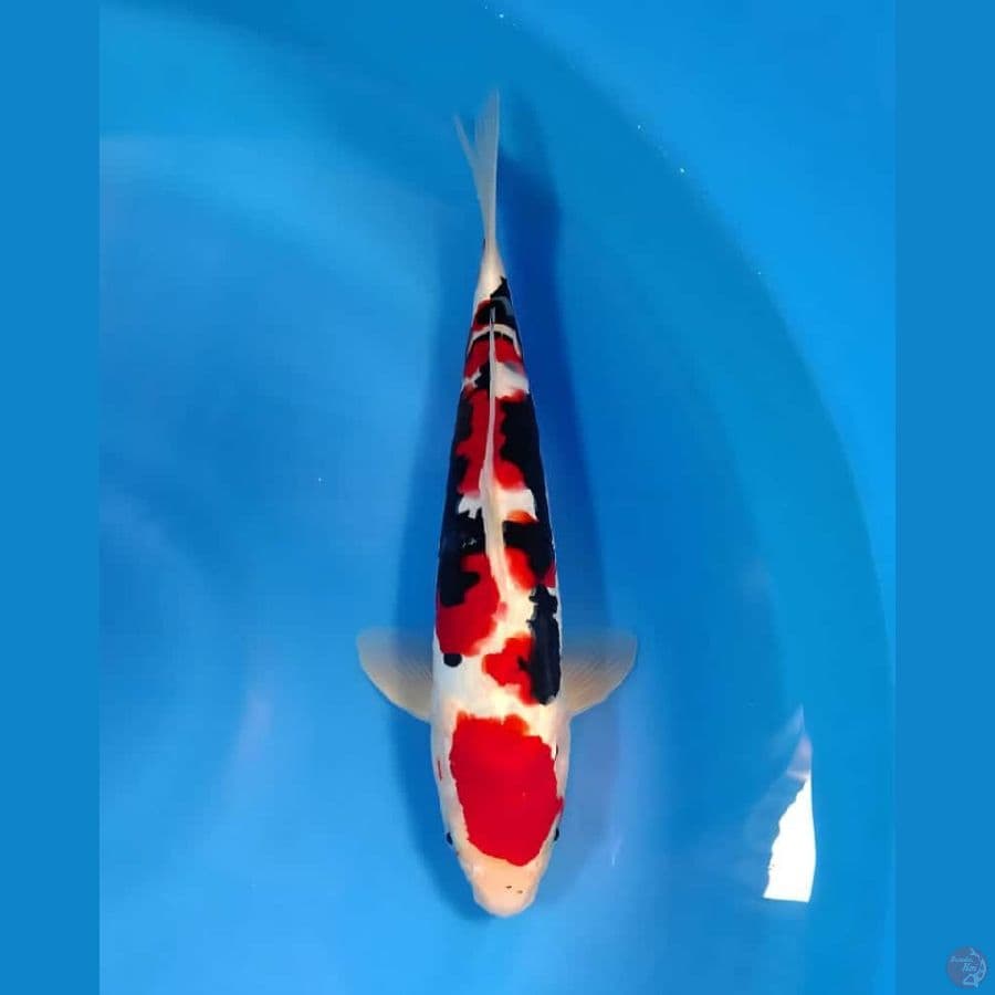 male 33cm