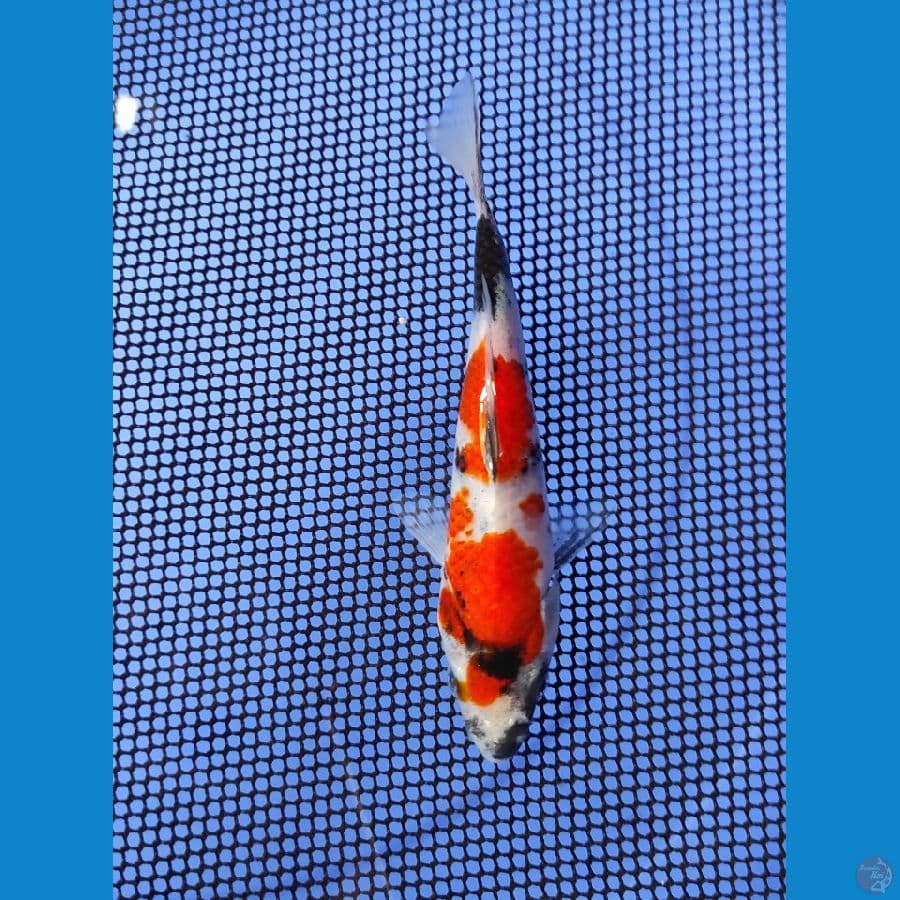 15cm