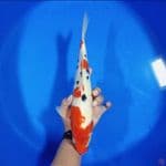 32 CM Sanke