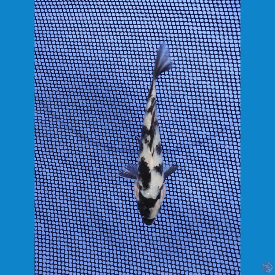 15cm