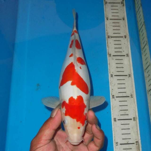 KOHAKU BAGUS