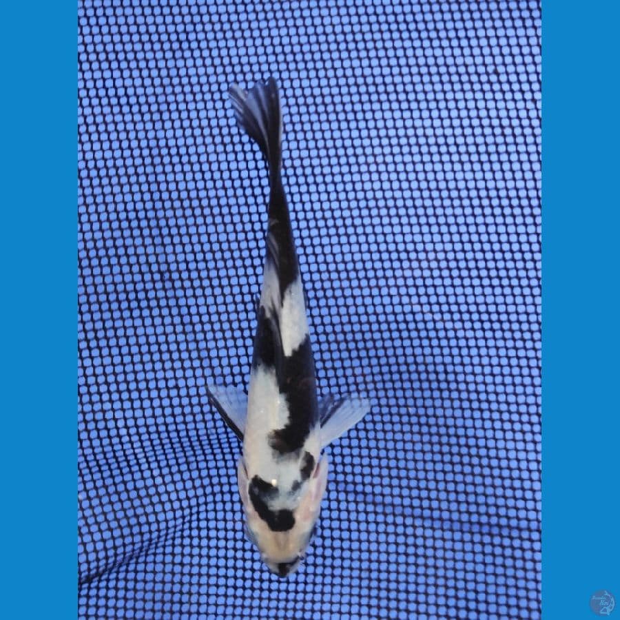 18cm