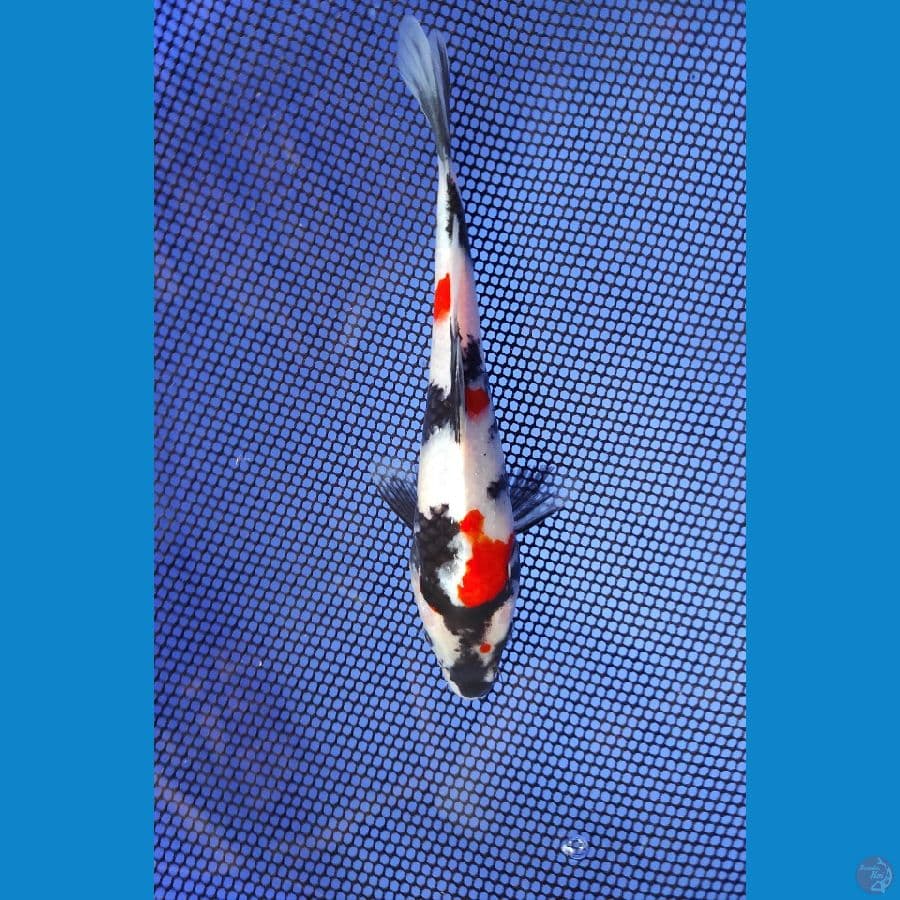 kindai 20cm