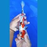 showa doitsu 24 cm
