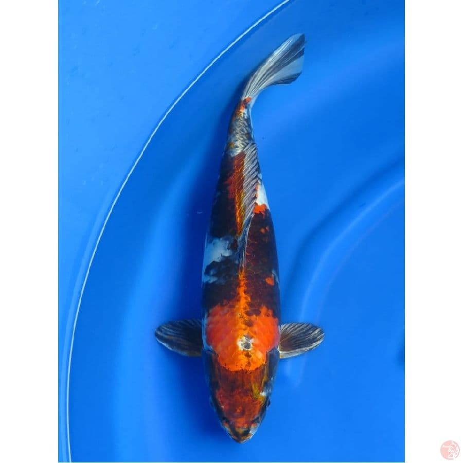 Kin Showa Jumbo !! , 47cm