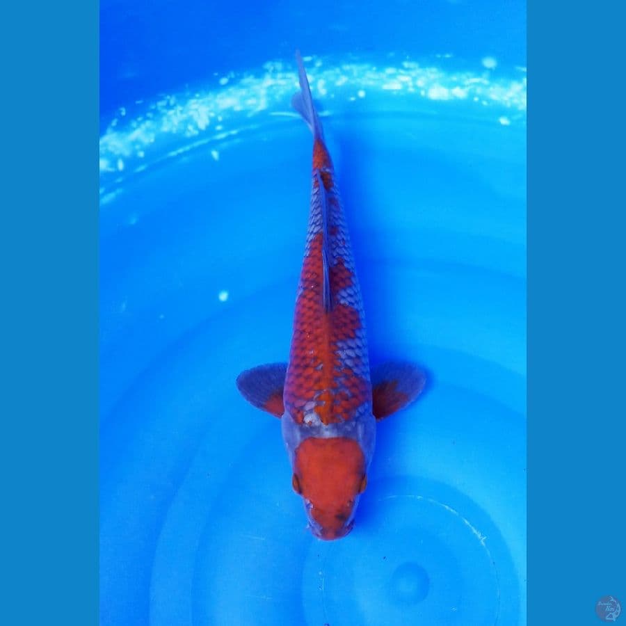 MARUTEN OCHIBA 31CM / MALE